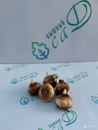 Крокус «Триколор» (5 штук)