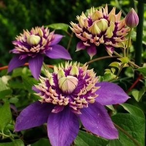 Клематис Тайга