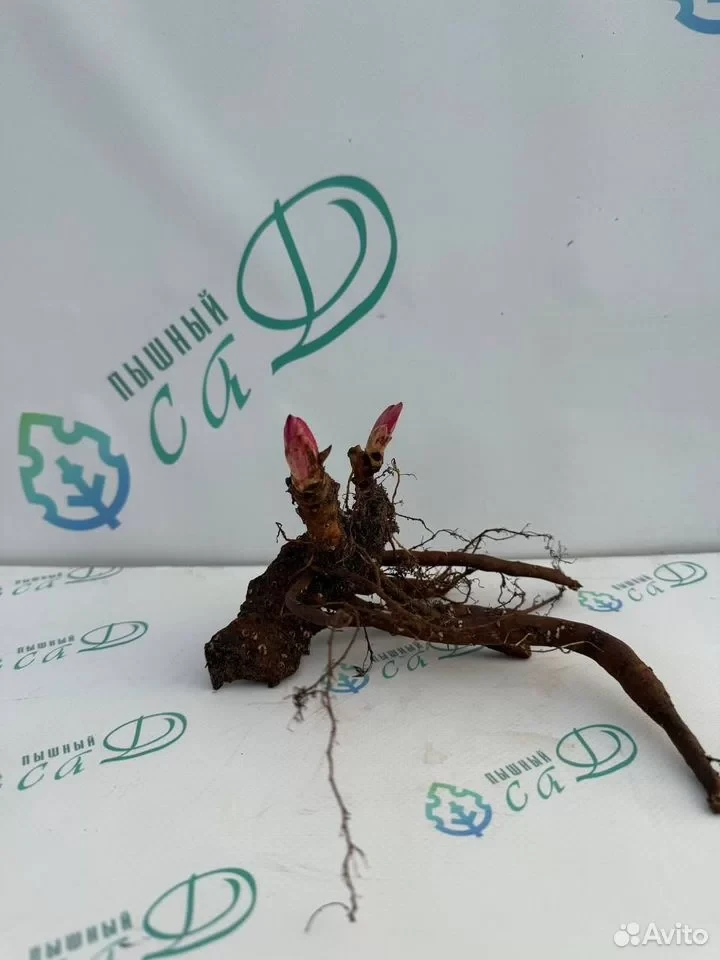 Пион "АЛЕРТИ"